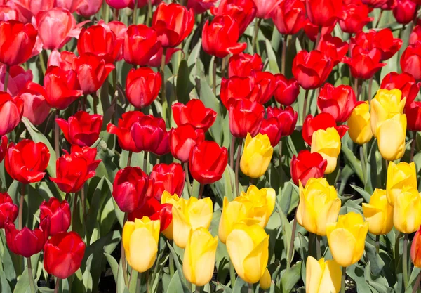 Rote und gelbe Tulpenblüten — Stockfoto