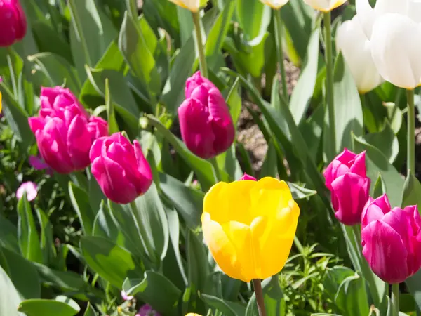 Růžové a žluté a bílé tulipány — Stock fotografie