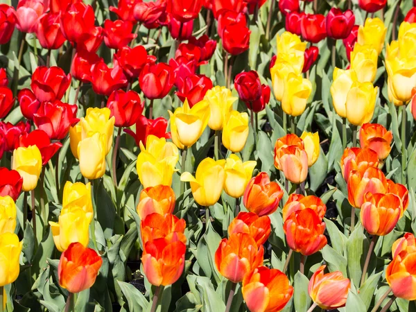 Tulipani rossi e gialli e arancioni — Foto Stock