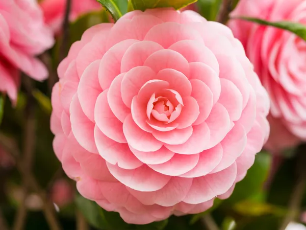 Dubbel-blommiga camellia — Stockfoto