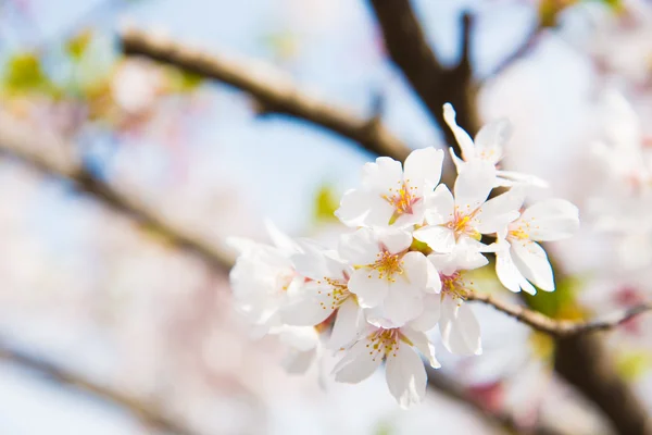 Flores de cerezo — Foto de Stock