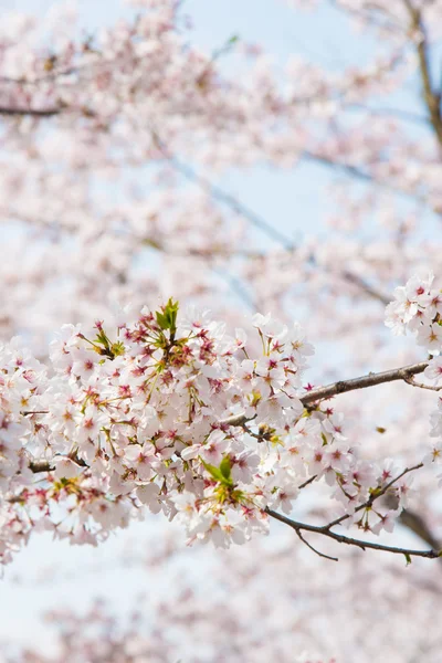 Cherry blossoms — Stock Photo, Image