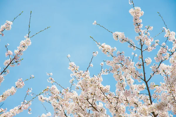 Třešňové květy a modrá obloha — Stock fotografie