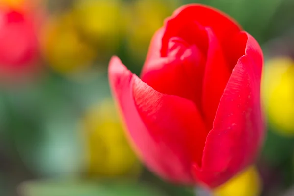 Flor roja del tulipán — Foto de Stock