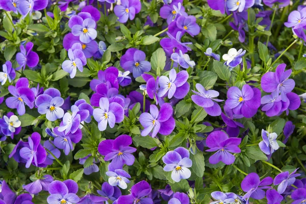 Blomma av viola — Stockfoto