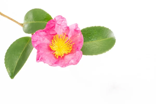 Blomman är blommande sasanqua — Stockfoto