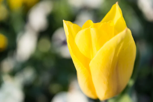 Yellow tulip flower — Stock Photo, Image