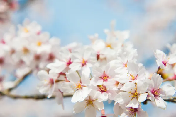 Fleurs de cerisier — Photo