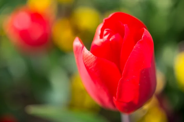 赤いチューリップの花 — ストック写真