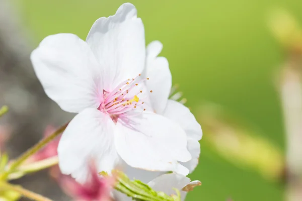 Närbild foto av körsbär blommar — Stockfoto