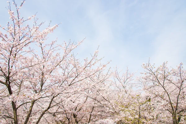 Körsbär blommar och himlen — Stockfoto