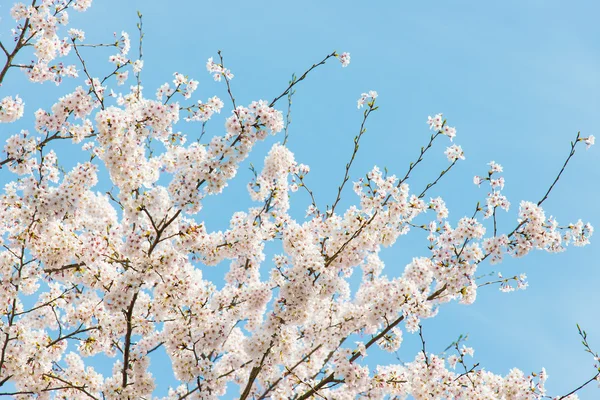 Körsbärsblommor och blå himmel — Stockfoto