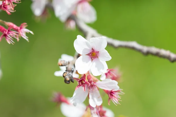 Foto de cerca de las flores de cerezo — Foto de Stock