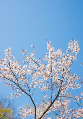 kiraz çiçekleri ve gökyüzü