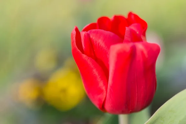 Flor roja del tulipán — Foto de Stock