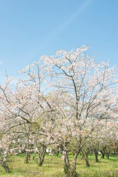 Blauer Himmel und blühende Kirschbäume — Stockfoto