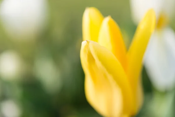 Gelbe Tulpenblüte — Stockfoto