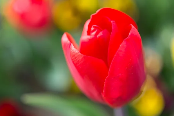 Fleur de tulipe rouge — Photo