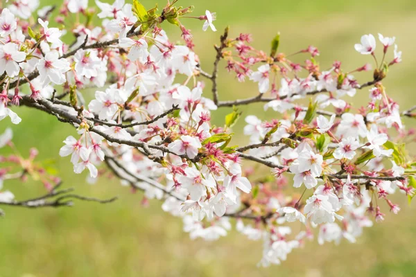 Flores de cerezo — Foto de Stock