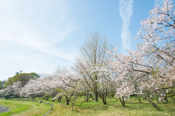 Körsbär blommar och himlen — Stockfoto