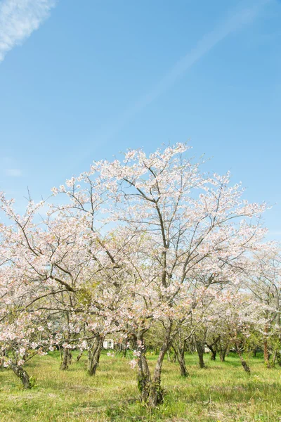 Blauwe hemel en bloeiende kersen bomen — Stockfoto