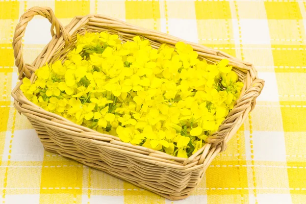 Fleur de viol qui a été servie dans un panier — Photo