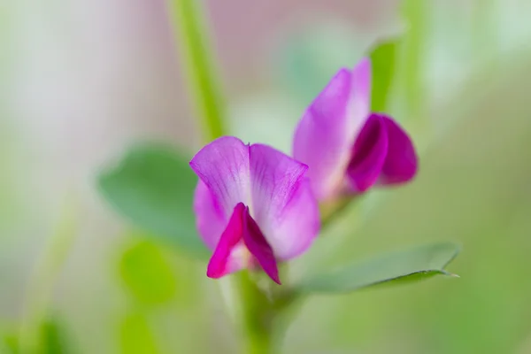Flower of vetch — Stock Photo, Image