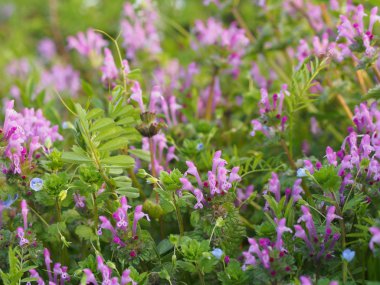 henbit çiçekler