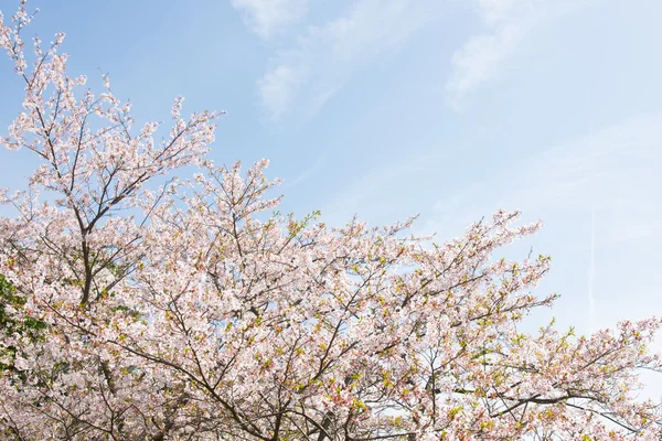 Цветы вишни и небо — стоковое фото