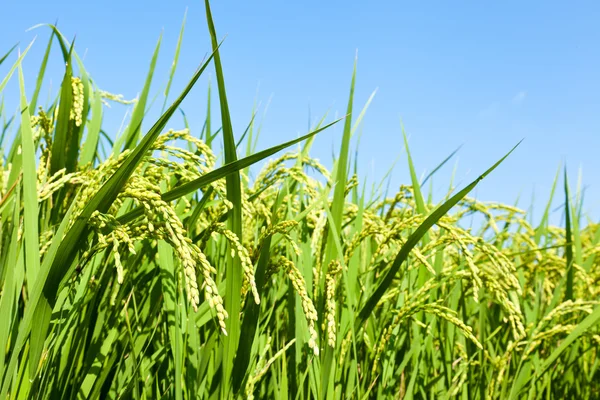 Rice and the blue sky — Stock Photo, Image