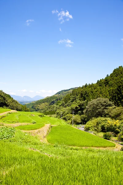 Terrasvormige rijstvelden van het platteland — Stockfoto