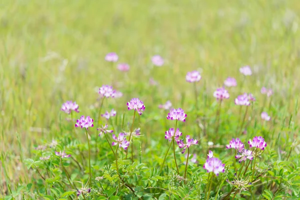 Chinese milk vetch — Stock Photo, Image