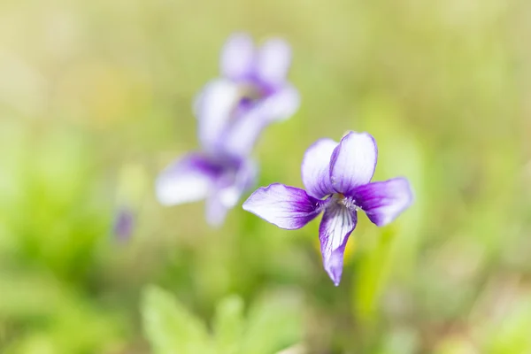 Flower of violet — Stock Photo, Image