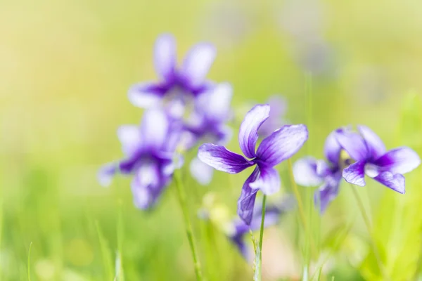 Blomma violett — Stockfoto