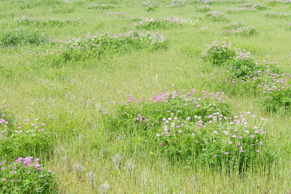 Chinese milk vetch — Stock Photo, Image