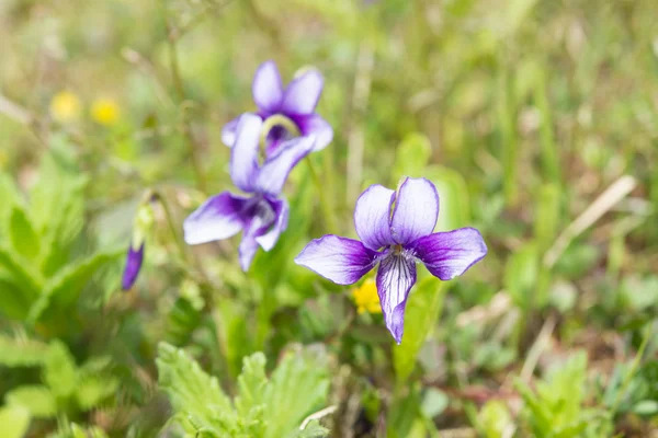 Fotografía de cerca de una flor de violeta — Foto de Stock