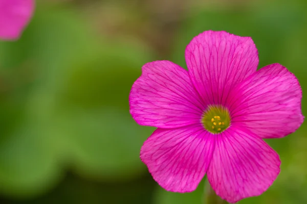 Geranium — Stock Photo, Image