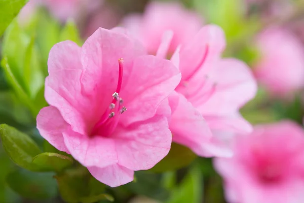 粉红色的杜鹃花的花 — 图库照片