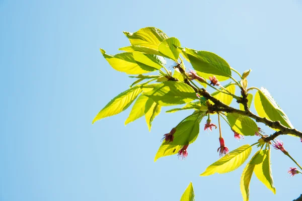 Young leaves of the cherry tree — Stock Photo, Image