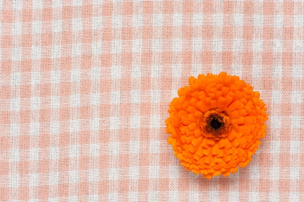 Fiore di calendula — Foto Stock