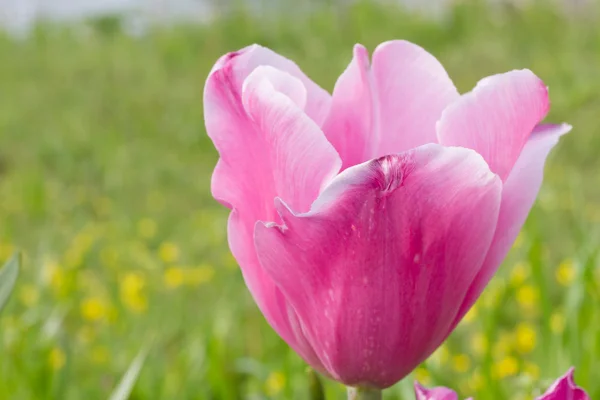 Pembe Lale — Stok fotoğraf