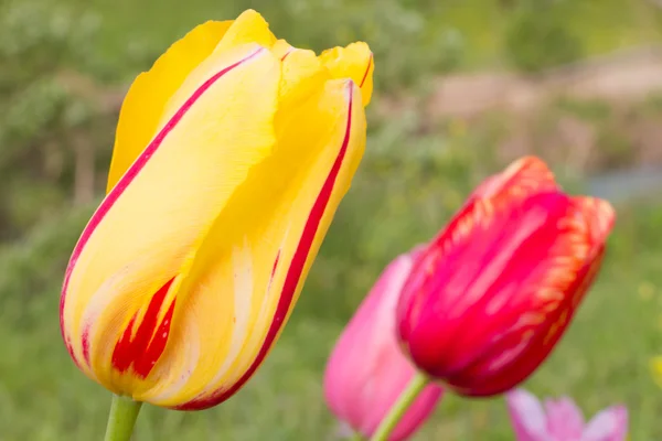 Tulipani colorati — Foto Stock