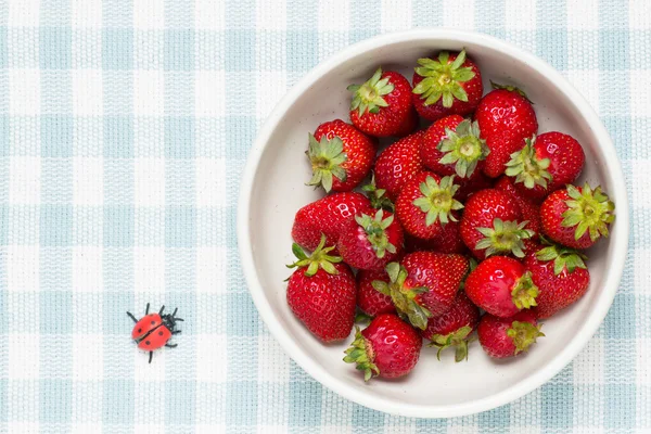 Erdbeeren in einer Schüssel und Marienkäfer — Stockfoto