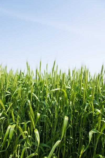 Campo de trigo — Fotografia de Stock