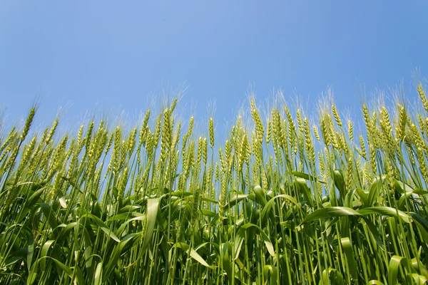 Tarweveld — Stockfoto