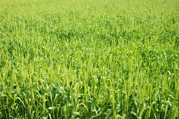 Wheat field — Stock Photo, Image