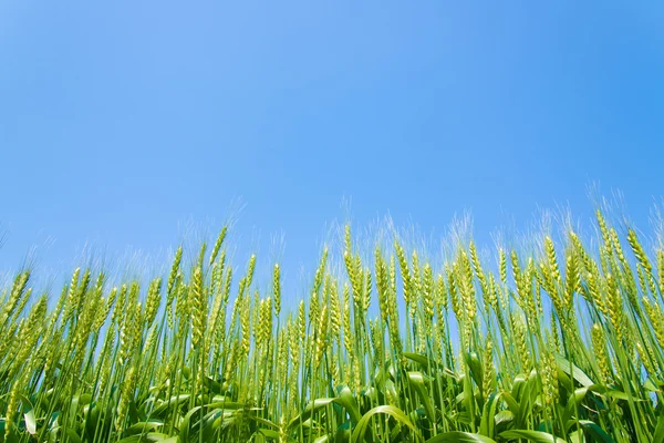 Campo de trigo — Fotografia de Stock