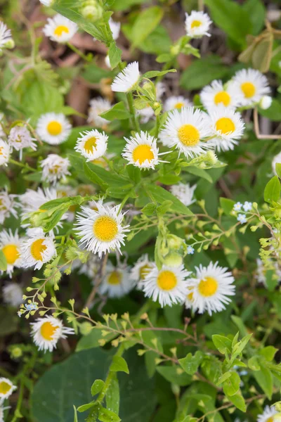 Kwiaty dzikiej chryzantemy — Zdjęcie stockowe