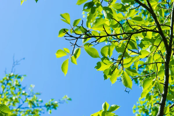 Cielo azul y las hojas jóvenes del cerezo —  Fotos de Stock