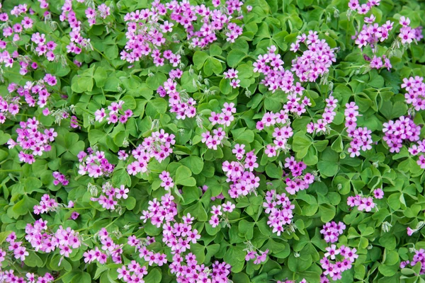 Geranium flowers — Stock Photo, Image